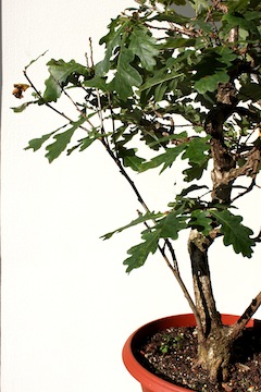 Bonsaï défoliation