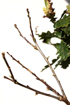 Bonsaï résultat de la défoliation