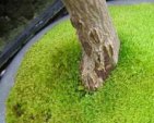 bonsai mousse