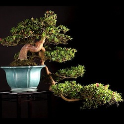 Video Bonsai