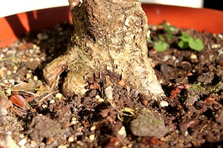 Bonsaï nebari