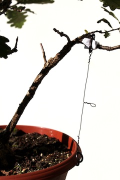 Bonsaï haubaner une branche