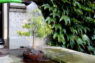 Arrosage de bonsaïs