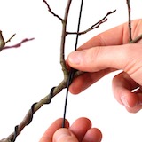 Une branche latérale à ligaturer