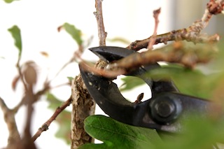 Tailler un bonsaï pince concave
