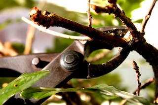 Pince concave bonsaï