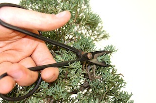 Pincer un bonsaï faux