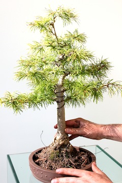 Rempoter un bonsaï placer dans le pot