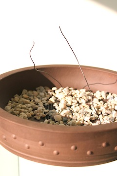 Bonsaï gravier au fond du pot