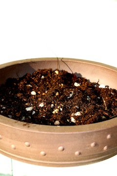 Bonsaï pot préparé