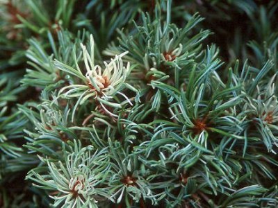 Bonsaïs de Pinus thunbergii (Pin Noir du Japon)