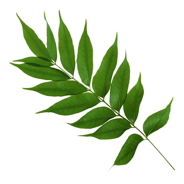 Bonsai Caduc avec feuilles opposées