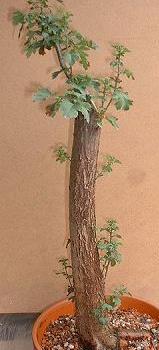 L’Aubépine Yamadori collecté de la forêt