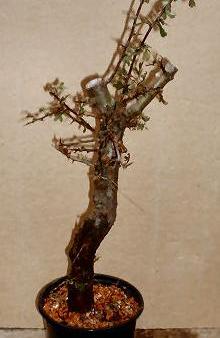 L’arbre collecté