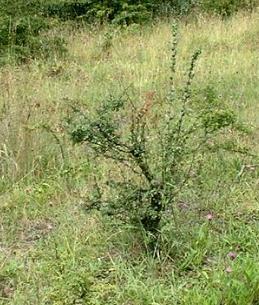 Le matériel Yamadori Bonsaï aubépine