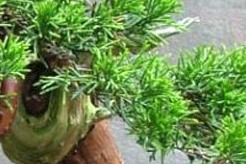 Juniper Bonsai