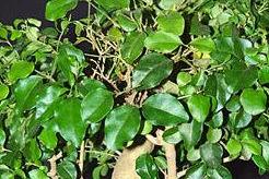 Ligustrum Bonsai