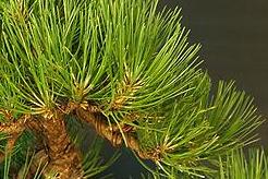 Pin noir Pinus Bonsai