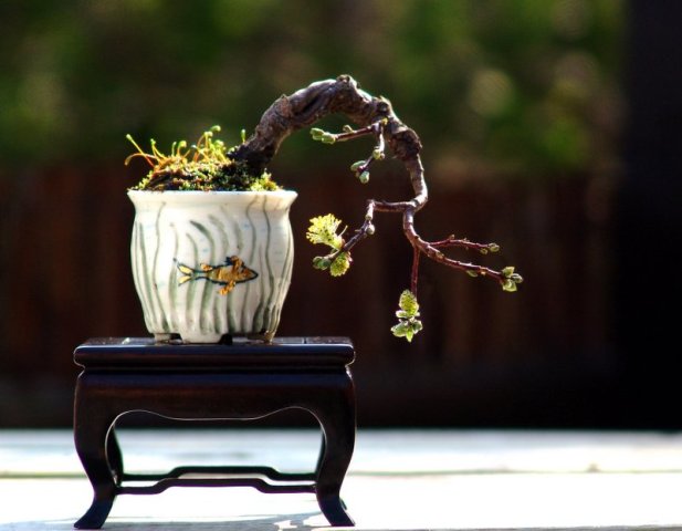 Bonsaï Arbre Shohin japonais