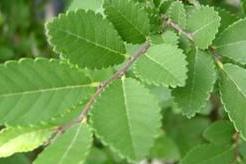 Ulmus Parviflora Bonsai
