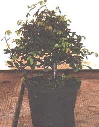 Le stock de pépinières d’Elm