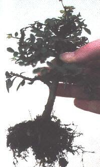 L’ Elm Bonsaï prêt d’être rempoté