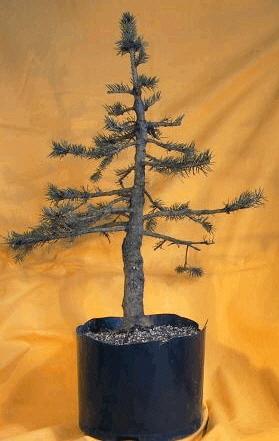 Un sapin de Yamadori en passe de devenir Bonsaï