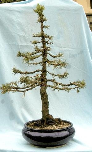 Le Sapin après avoir été formé comme Bonsaï