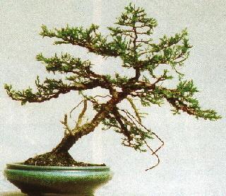 Yamadori genévrier prêt à être formé