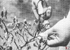 Propagation des bonsaïs préparation de la coupe