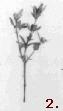 Propagation des bonsaïs exemple d’une coupe