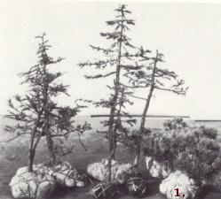 Propagation des bonsaïs arbres collectés de la forêt