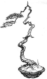 Bunjingi (lettré) Bonsai style