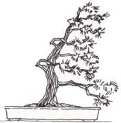 Fukinagashi (Battu par les vents) Bonsai style