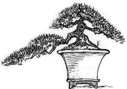 Han Kengai (semi cascade) Bonsai style