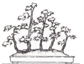 Ikadabuki (Radeau) Bonsai style