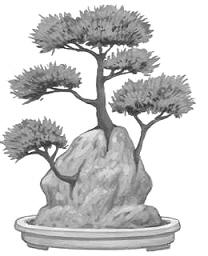 Ishisuki (Planté dans une roche) Bonsai style