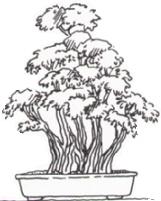 Kabudachi (Troncs mulitples) Bonsai style