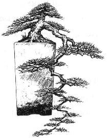 Kengai (cascade) Bonsai style
