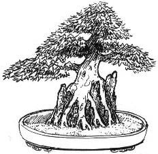 seki Joju (Planté sur roche) Bonsai style