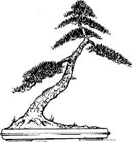 Shakkan (penché ou oblique) Bonsai style