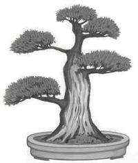 Sharimiki (Tronc creusé) Bonsai style