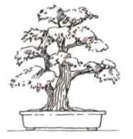 Sokan (Double tronc) Bonsai style