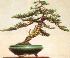 genevrier bonsai