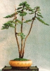 Bonsaï lettré