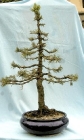 Bonsai sapin
