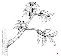 Défoliation d’un Bonsaï