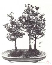 Placement de grands arbres au milieu