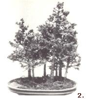 La plantation en groupe