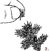 Pincement d’un pin